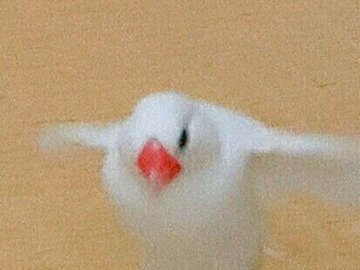 普段は隠れていて見ることができない美脚に騒然!?実はスタイル抜群だった文鳥の魅惑的な”あしなが”姿に4.3万人が沸き立つ