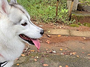 お散歩中のシベリアンハスキーを意外な生き物が威嚇！まったく動じない様子に4.4万件のいいね