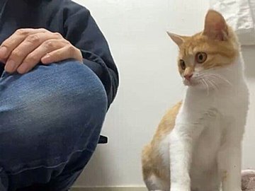 名前を呼ぶと返事をする賢い保護猫。そのかわいい声に「私も呼びたくなる」のコメントと1.3万件のいいね