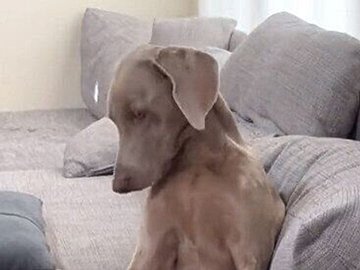 お散歩に行くために起こされたワンコ「なんでこんな早朝に」不満そうな表情が人間のようで笑っちゃう