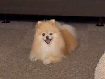 見た人が「うれしくなっちゃう」と話題のポメラニアン。目が合うと”しっぽフリフリ”で時間が一瞬で過ぎる