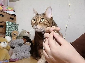 「どちらに注目すればいいのかわからない」上手にベストを編む飼い主の手元に、かまってほしい猫がやってきた