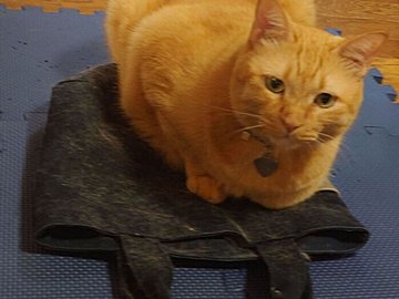 愛猫の職人技によって夫のトートバッグがリメイク⁈「匠の技だなぁ」「一点モノ」の声と4.9万件のいいね