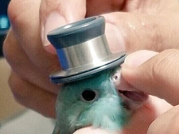 聴診器がまるでシルクハットなインコがかっこいい！けれど本当の注目ポイントはまったく別のところにあった