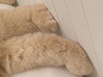 「頭隠して、足隠さず」布団から“足だけ”出すにゃんこが話題に！思わず触りたくなるモフモフのあんよに、飼い主のみならず3.9万人が悶絶！