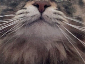 猫のリモート会議が始まった!?「“あ、お疲れ様でーす”って言いそう」なかわいすぎる光景に8.9万いいね