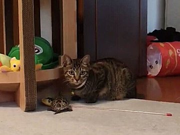 先行く猫を猛ダッシュで追いかける亀。その様子に「足速すぎる」「可愛い」の声
