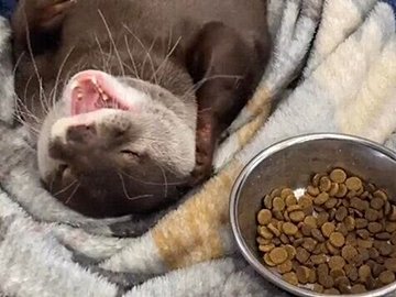 「うちのお父さんにそっくり」布団にくるまって寝転がる“ずぼら”なカワウソの動画にかわいいの声