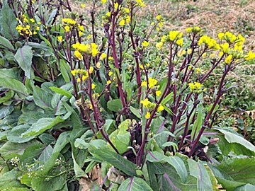【旬食材】農家がオススメ！紫色の菜の花は、今の時期が一番美味しい！