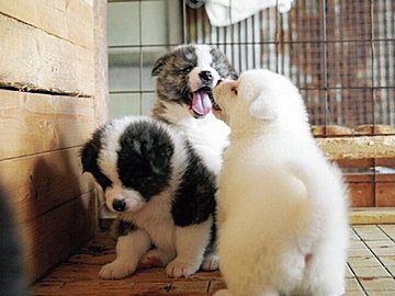 SNSで話題！もふもふがかわいい！秋田犬の市役所こと秋田犬保存会の活動をご紹介