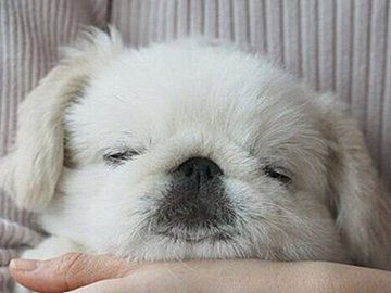 生まれて初めて犬が入れるカフェに入店！「実家でくつろぐような安心感」で爆睡する姿に2.6万人の「いいね」が集まる