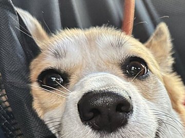 ひと目で分かる！「めっちゃ楽しんだんだね」ドックランへ行ったコーギーは行きも帰りも幸せいっぱい