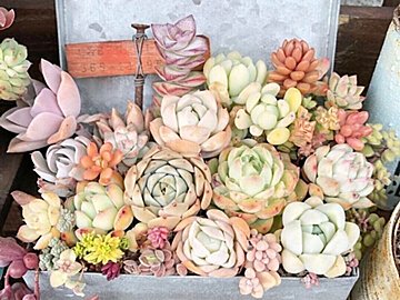 【多肉植物】かわいい多肉をお得にゲット！マニアおすすめの「穴場スポット」3選