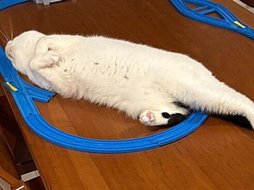 身体のまわりにプラレールが繋がれても、気にせず寝続けるマンチカン。愛猫と3歳息子の日常に「かわいいが渋滞中」の声