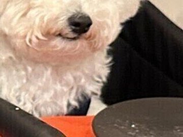 家族で外食に出かけたワンコ。「食べ終わっちゃったワン」空のお皿を前に虚無の表情で5.1万いいね