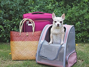 犬用リュックから飛び出ていたのは、わんこの顔ではなく鼻オンリー!?「電車で見たら笑っちゃう」かわいすぎる光景に注目