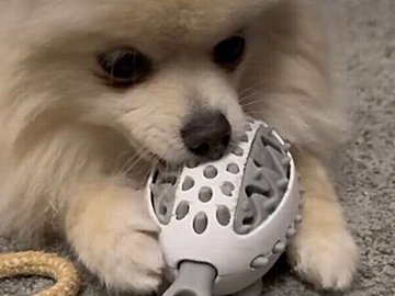 ワンちゃん大喜び！【3COINS】「ワンちゃんのお気に入り」「仲良く遊ぶ」ワンちゃんにおすすめのおもちゃ！