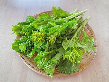 【野菜のプロが解説】意外と知らない「菜の花」「菜花」のちがい