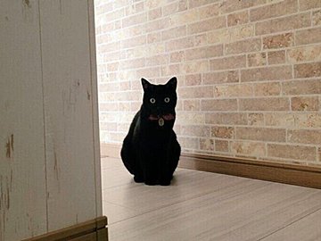 お皿が割れても冷静沈着。猫のスマートな対応が「子どもたちのお手本」と話題に