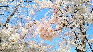 【桜開花】お花見のタイミングを逃さない！注目すべき「桜の赤信号」とは