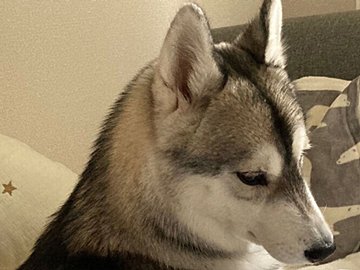 まるで聖母のようなまなざしで赤ちゃんを見守るハスキー犬。あたたかく優しい顔つきに2.9万人がほっこりなごむ