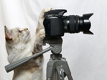 シャッターチャンスは逃さにゃい!?真剣なまなざしでカメラをのぞくにゃんこが「フォトグラファー」ならぬ「フォトグラニャー」と話題に