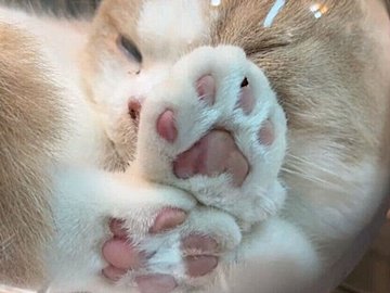 猫ちゃん入りの金魚鉢が並ぶキッチンが絶景すぎる！「まさに液体」なかわいい姿に10万以上のいいね