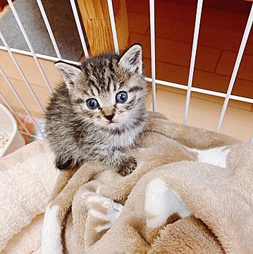 すべて一点もののオリジナル！ 見れば見るほど愛着が湧く「猫