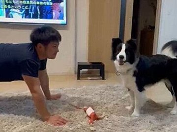 飼い主の「バウ」に合わせて伏せる犬。息がピッタリに遊ぶ様子が「飼い主を友だちの犬」と思っていそう