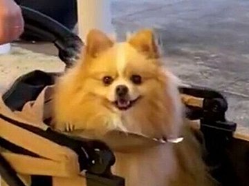 飼い主のママさんと片時も離れたくないポメラニアン。熱烈な大好きアピールがかわいすぎてうらやましい