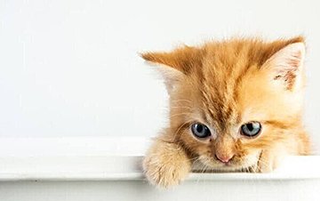 獣医師監修】繰り返す猫の膀胱炎 症状や原因、治療、予防法を紹介｜ね 