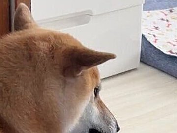 柴犬が飼い主を引っぱっているような衝撃写真に10万件のいいね！ヘアゴムを必ず奪う、かわいい本当の理由とは？