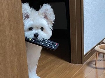 リモコン好きなわんこVS壊されたくない飼い主の静かな戦い！3万件のいいねと「楽しそう」の声