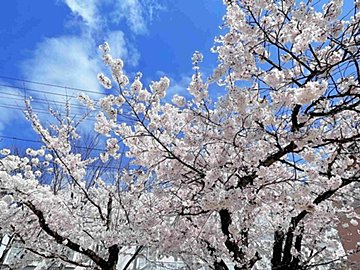 【小学生2児ママ】入学準備であえて買わなかったもの3選