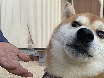 オテをしない愛犬。頑ななまでに拒否する姿勢と強い意志を感じる表情に、ジワジワと笑いが込み上げる