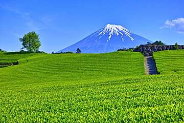 花を飾ると運気が上がる 速攻金運アップする 花風水 Dr コパの風水解説 サンキュ