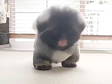 まるで“行き倒れ”!?飼い主の方に歩いてきたペキニーズが途中で伏せちゃう動画に2.8万いいね！あまりのかわいさに、「涙が出た」の声も