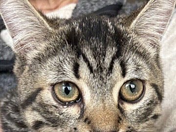 オシャレはバッチリ!?イタズラをしたミヌエットが口紅を塗ったような姿に。叱られた姿も「かわいい」