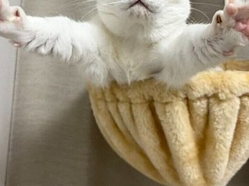 ハンモックの上で一人タイタニックごっこ!?マンチカンの寝起きの姿がかわいすぎると3.4万件のいいね