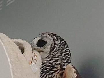 飼い主のスリッパをこっそり盗む、美しすぎる泥棒の正体は？「えっ、置物かと」「アート作品!?」と3.3万人が驚愕