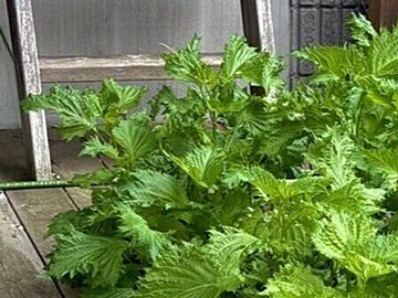 「軽い気持ちで育てちゃいけない」シソがもつ脅威の生命力に20万いいね。たった1株から庭いっぱいの森へ