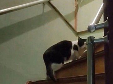 お風呂から上がると、なぜか家の中に「見知らぬにゃんこ」!?猫アレルギーの家主が優しく声をかける動画に8.2万件のいいね