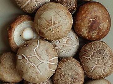 野菜のプロが解説！しいたけをスーパーで買うときにおいしいものを見分けるコツとは？