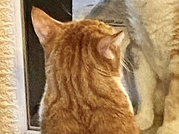 おしゃれな猫に7.1万いいね！鏡を見つめてうっとりする姿が「美しい絵のよう」で見る人もうっとり