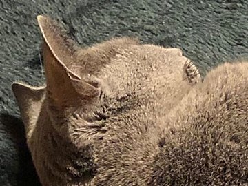 「実は、オッサンが中に入っているのでは？」まるで人間のようにぬくぬくとコタツを堪能するロシアンブルーに10万件のいいね！