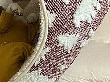 人間味ある表情の柴犬。ドスンという物音に「何が起きたの？」状況が把握できないままベッドごと一回転!?