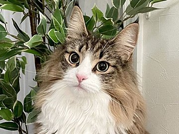 知らないうちにエアコンを操作したネコちゃんに飼い主さんびっくり！本人はちょっぴり反省顔