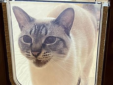 愛猫のために猫ドアを付けてみると?!ドアの仕組みをなかなか理解できない様子に「可愛い」の声と22万件いいね