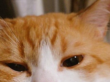 おもちほっぺが魅力のネコ「こんなに違ったのか」夏と冬の対比がかかわいすぎて5.5万件のいいね