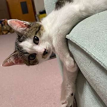こもも子猫 71Ulv+sQnBL._UF350,350_QL50_.jpg
